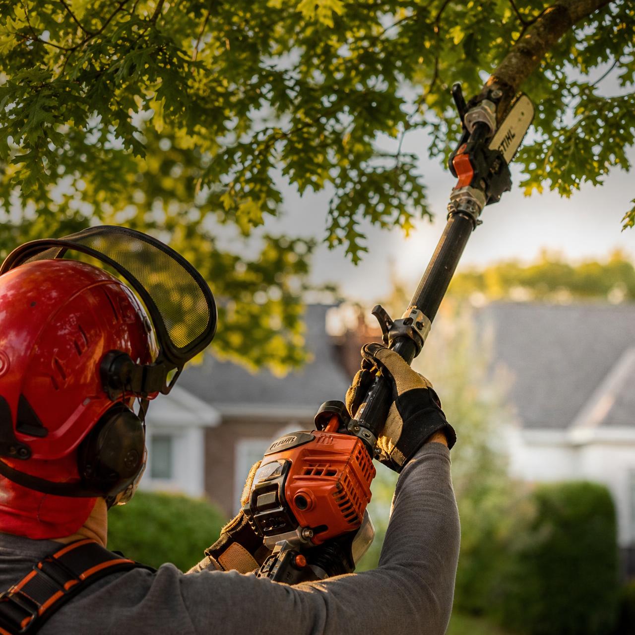 Tree Trimming & Pruning